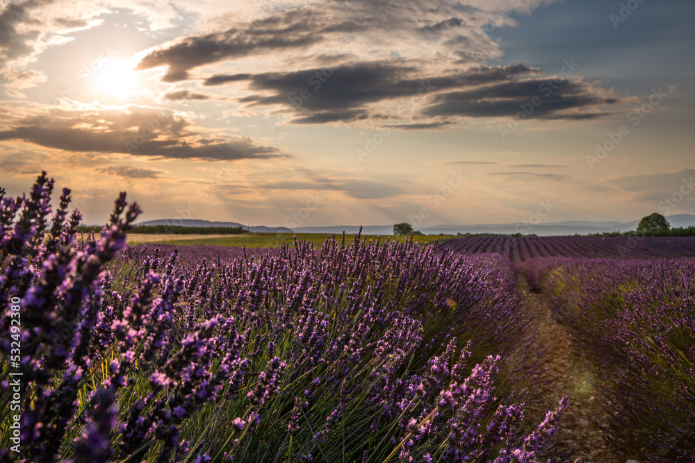 Fototapeta premium Rolling Lavendar Fields in Valensole France at Sunset