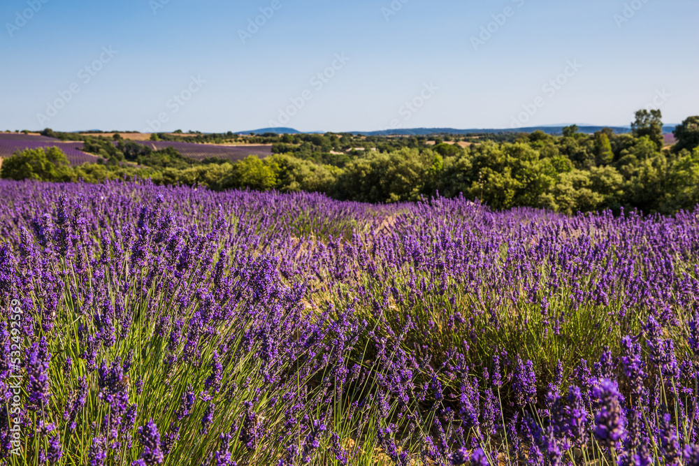 Naklejka premium Rolling Lavender Fields in Valensole France on a Sunny Spring Day