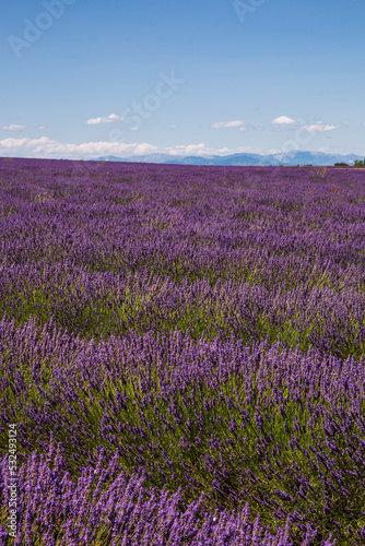 Rolling Lavender Fields in Valensole France on a Sunny Spring Day