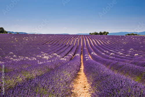 Rolling Lavender Fields in Valensole France on a Sunny Spring Day