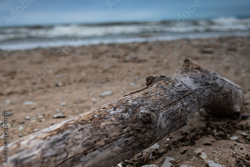 Driftwood on a beach