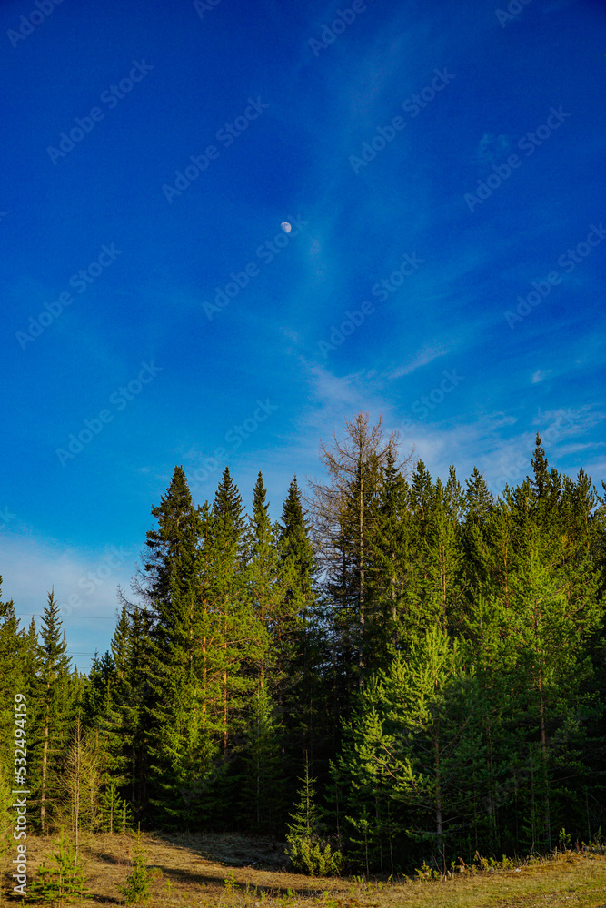 Fototapeta premium forest in the mountains