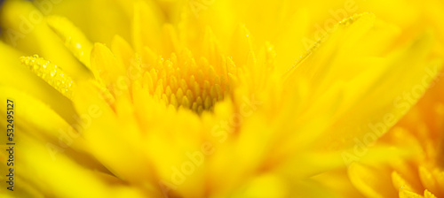 Yellow macro flower background Yellow chrysanthemum petals macro shot