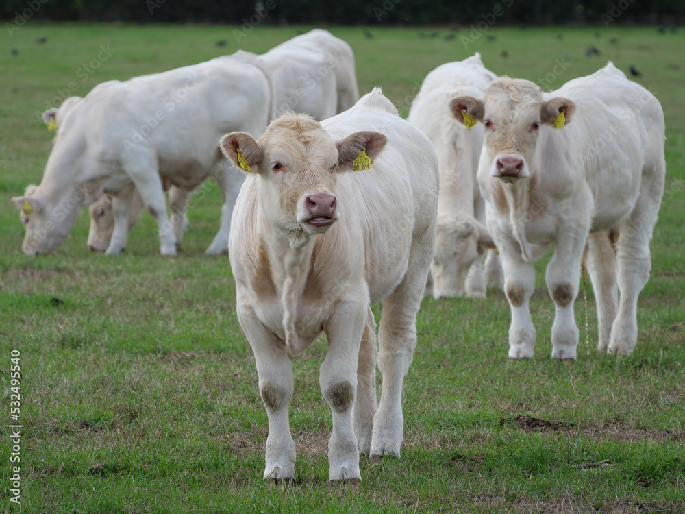 Obraz premium Weisse Kühe im Münsterland