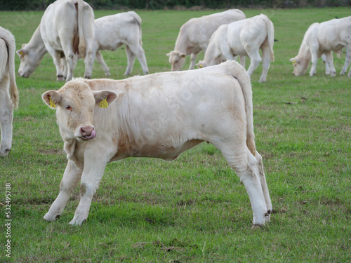 Weisse Kühe im Münsterland