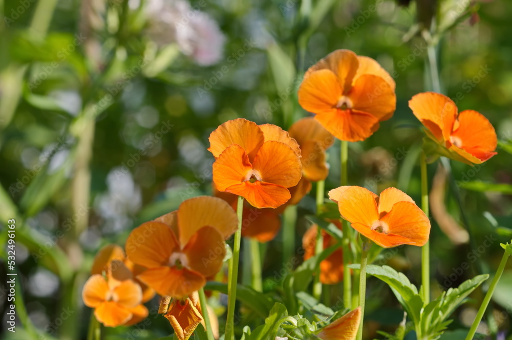 Golden Yellow Viola blooms in the garden Golden Yellow Viola blooms in the garden