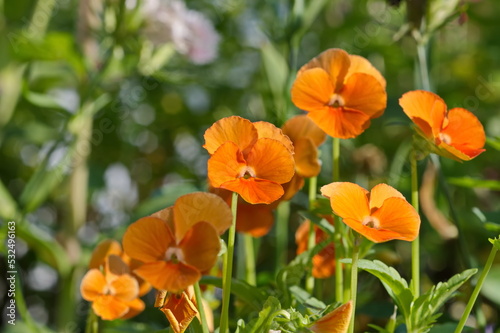 Golden Yellow Viola blooms in the garden