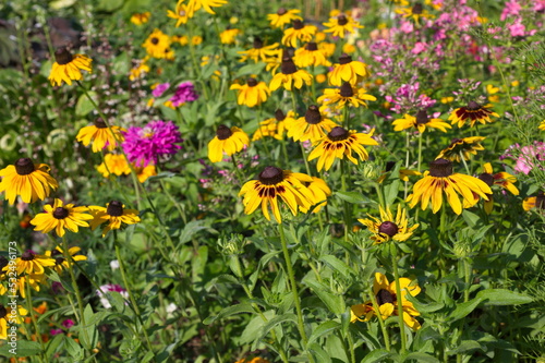 Yellow Rudbeckia bloom on a flower bed in the garden on a summer day