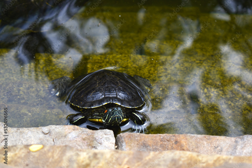 Obraz premium Turtle on the water. Red-eared slider turtle