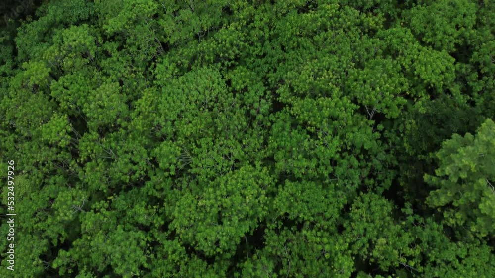 Aerial view of tropical rainforest in Aceh, Indonesia is incredibly green and dense. Aerial view of tropical rainforest in Aceh, Indonesia is incredibly green and dense.