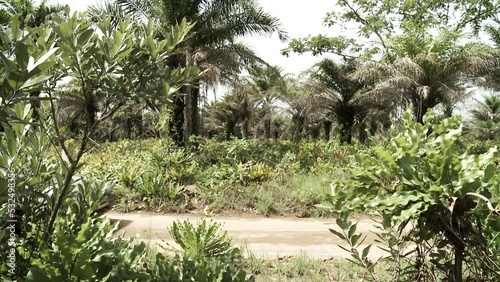 A car drives along an empty dirt road in the jungle.
