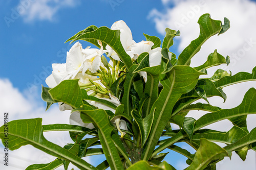 Plant with green leaves and white flowers. prudish plumeria.
