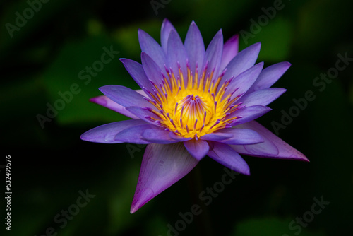 Water Lily Lotus