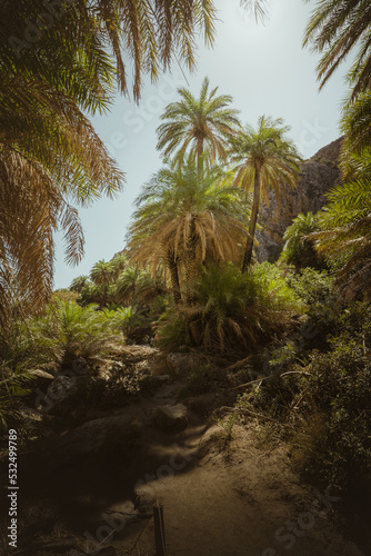 Green palm trees in a tropical forest at palm beach  preveli beach on the island of Crete in Greece. summer vacation