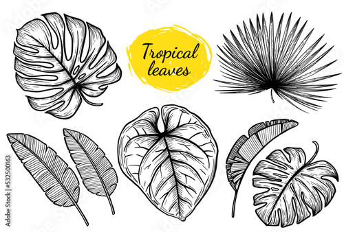 Black and white vector set of tropical leaves on a transparent background in outline style: monstera, palm, banana, anthurium.