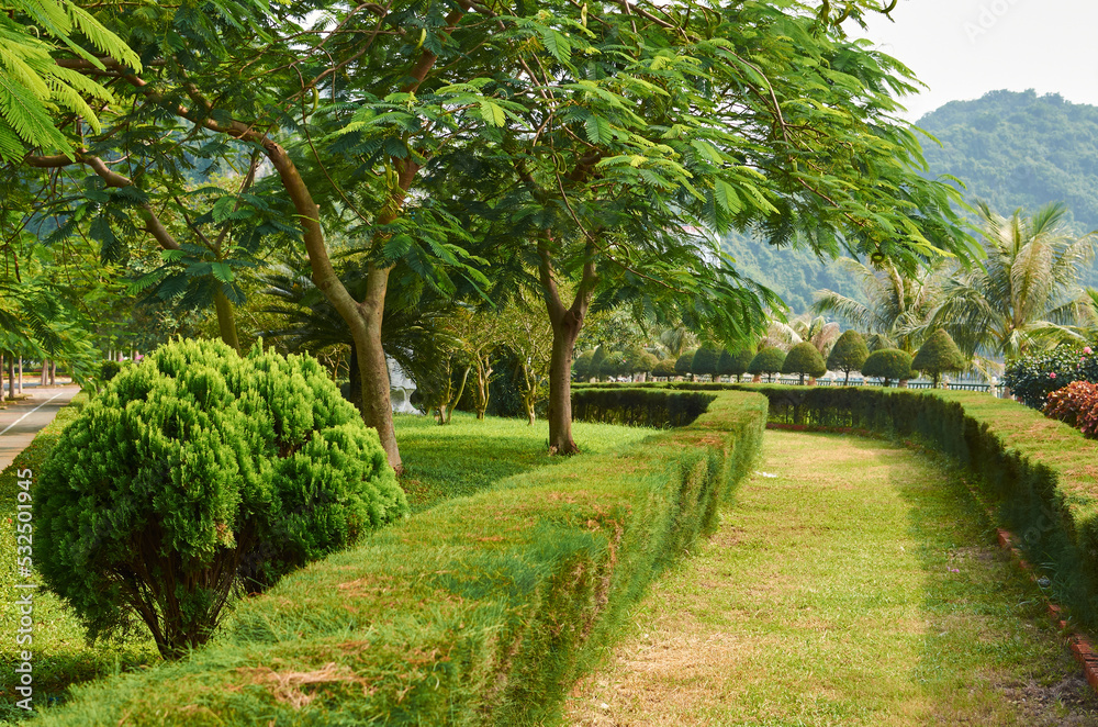 path fenced with low trimmed bushes and beautiful tropical trees. beautiful green background