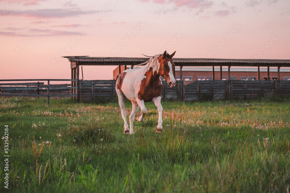 Pinto horse galloping in the grass field. Beautiful horse on a pasture. Young horse running in a Pinto horse galloping in the grass field. Beautiful horse on a pasture. Young horse running in a