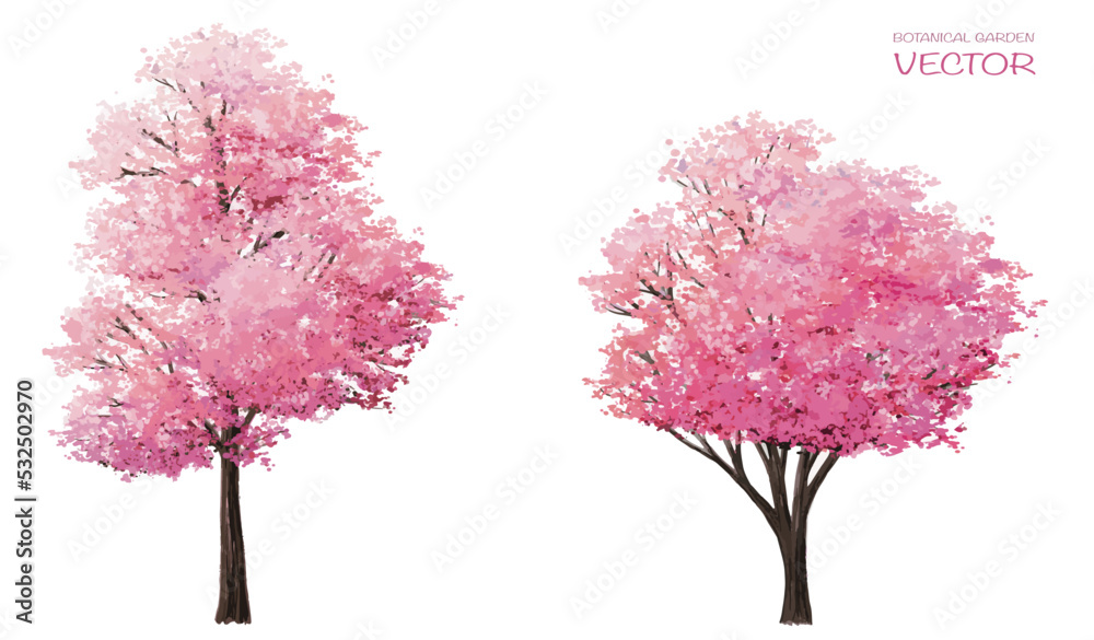 Sakura or pink cherry blossom, Vector watercolor blooming flower tree or forest side view isolated on white background for landscape and architecture drawing,elements for environment or and garden