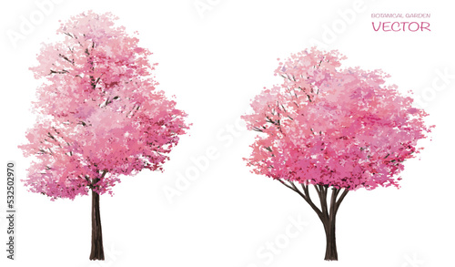 Fotografiet Sakura or pink cherry blossom, Vector watercolor blooming flower tree or forest