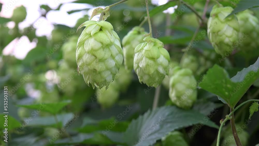 Hop seed cones (Humulus lupulus) in a hop yard. Hop seed cones (Humulus lupulus) in a hop yard.