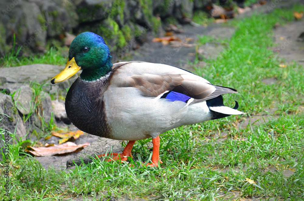 Wild duck mallard (male )stands on the green grass in the park. Close up photo outdoors. Wild duck mallard (male )stands on the green grass in the park. Close up photo outdoors.