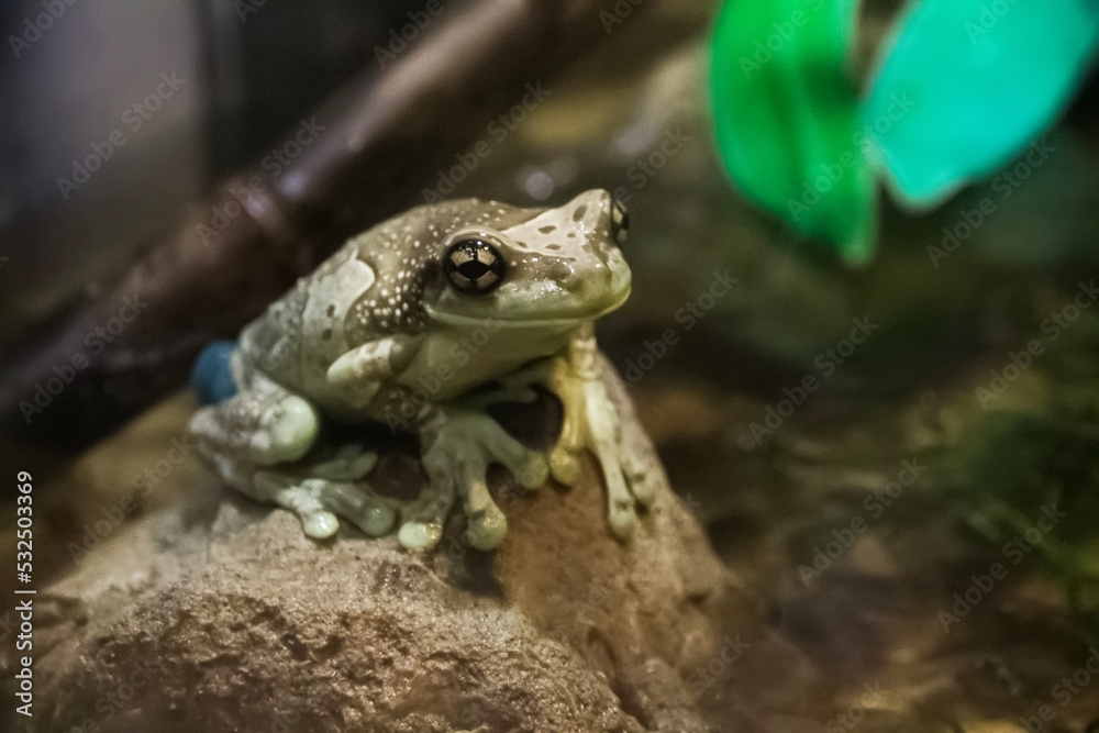 Fototapeta premium Frog sitting on a rock