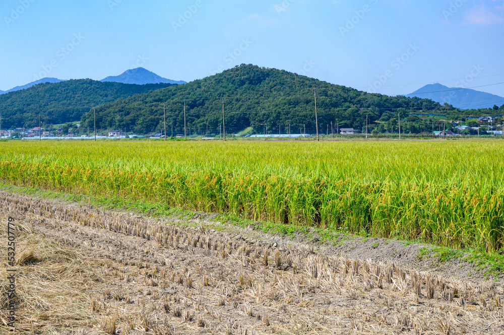 Fototapeta premium Korean traditional rice farming. Korean rice farming scenery. Korean rice paddies.Rice field and the sky in Ganghwa-do, Incheon, South Korea.