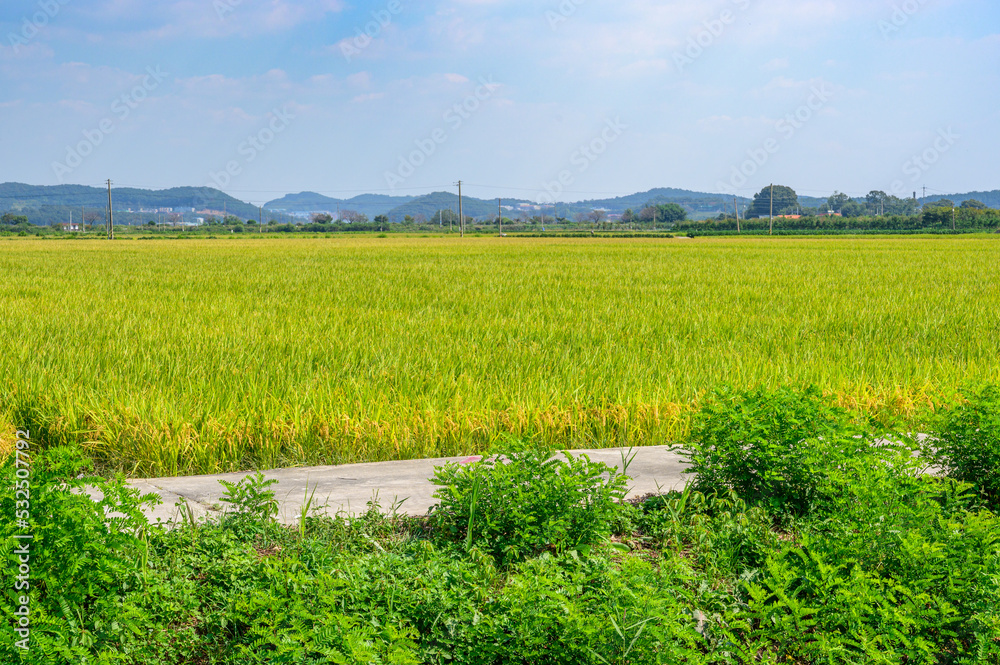 Obraz premium Korean traditional rice farming. Korean rice farming scenery. Korean rice paddies.Rice field and the sky in Ganghwa-do, Incheon, South Korea.