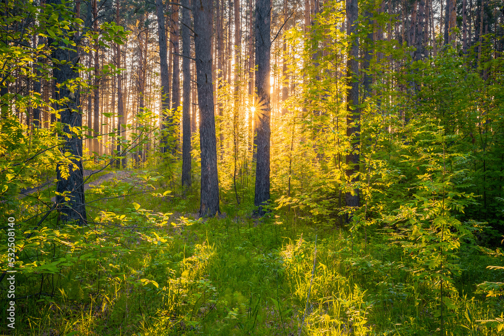 sunset in the forest sunset in the forest