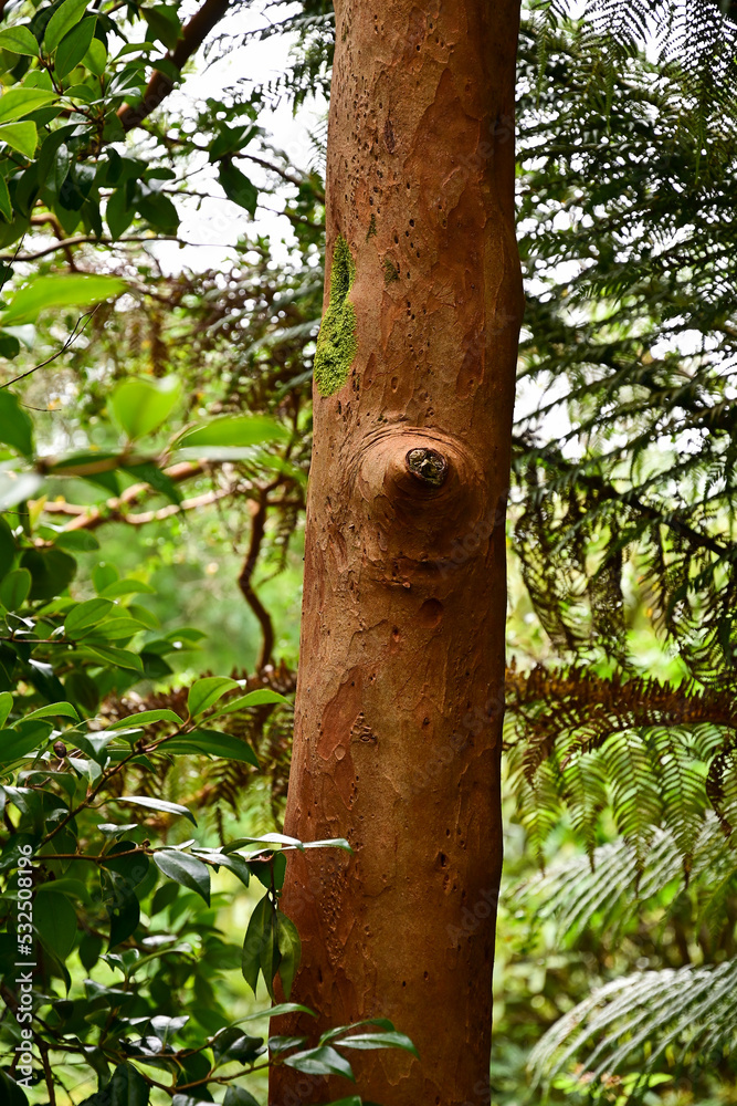 Fototapeta premium Baum mit glatten, braunen Stamm und Astloch im botanischen Garten Inverewe Garden, bei Poolewe, Achnasheen, Highland, Schottland
