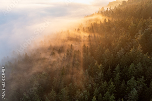 Healthy green trees in a forest of old spruce, trees in wilderness of a national park, lit by bright yellow sunlight. Sustainable industry, ecosystem and healthy environment concepts. Aerial view