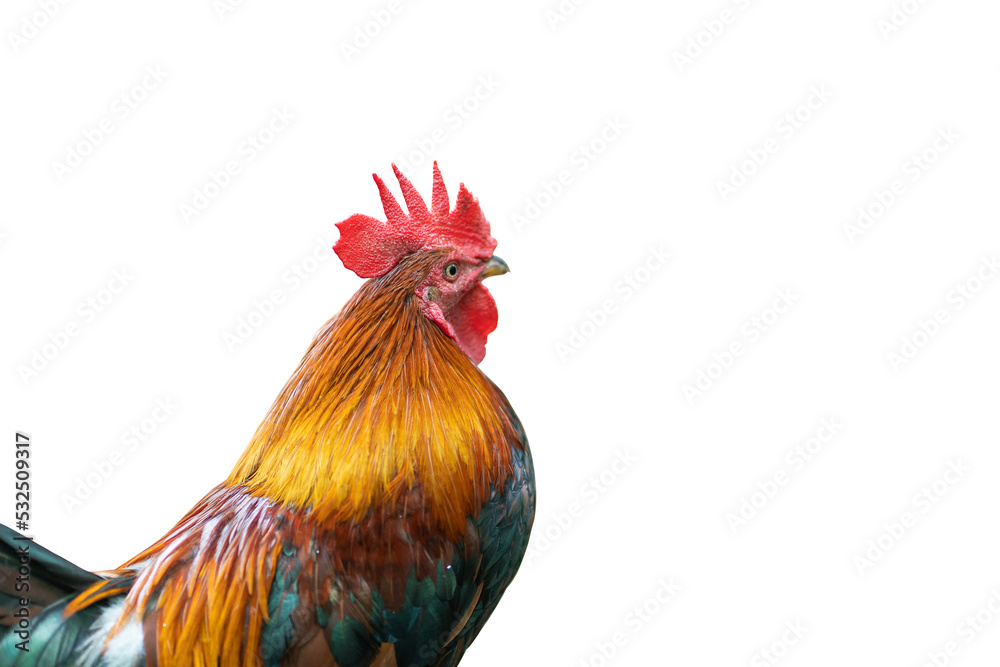 Gamecock rooster isolated