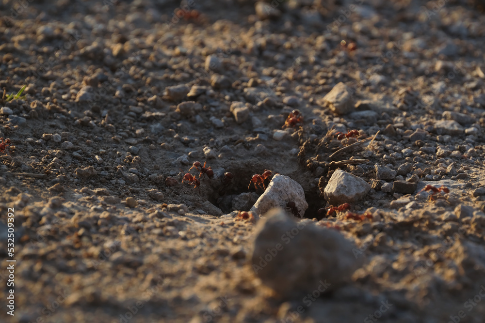Fire ants at mound closeup during summer in Texas. Fire ants at mound closeup during summer in Texas.