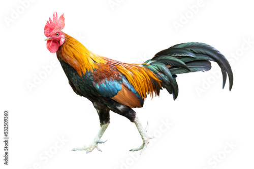 Fotobehang Gamecock rooster isolated
