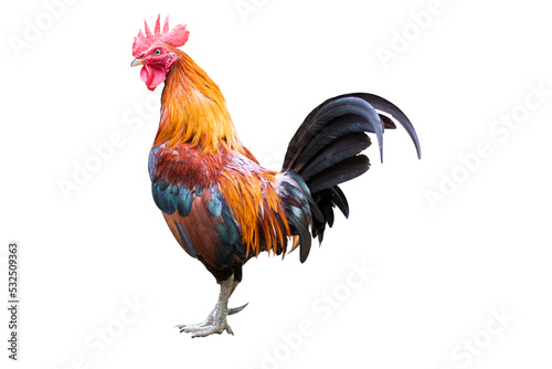 Gamecock rooster isolated