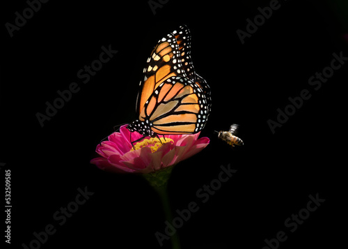 Photography monarch butterfly on zinnia