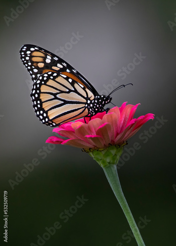 monarch butterfly on zinnia © Hal Moran