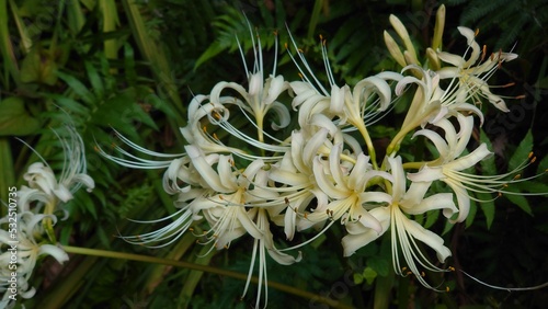 beautiful white spider lily in the park photo