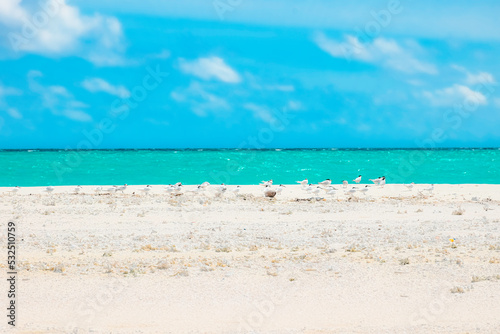A captivating, hypercolorful dreamscape of birds on a sandy beach with clear turquoise water, perfect for projects showcasing vibrant, Afro-Caribbean influenced photo-realistic landscapes. photo
