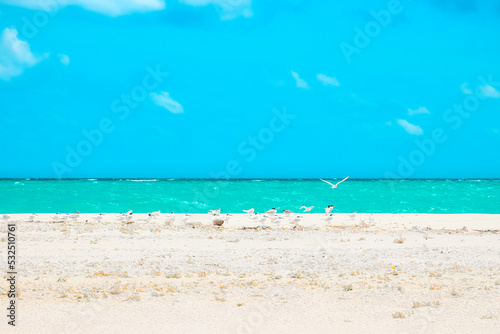 A captivating, hypercolorful dreamscape of birds on a sandy beach with clear turquoise water, perfect for projects showcasing vibrant, Afro-Caribbean influenced photo-realistic landscapes. © Stefan