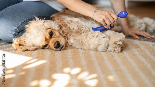 Foto a young woman, a faceless dog owner, combs an American Cocker spaniel sitting on the floor in an apartment