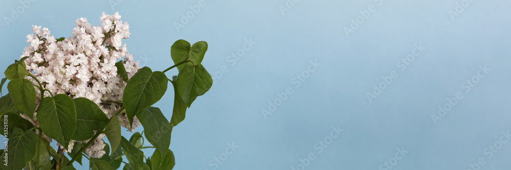 Fototapeta premium Branch of white blooming lilac flower at blue background banner with copy space.