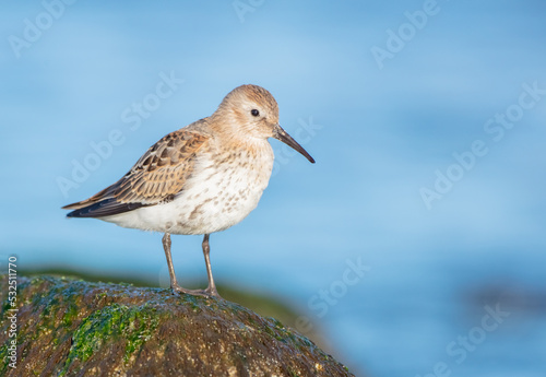 Dunlin - young bird at a seashore on the autumn migration way