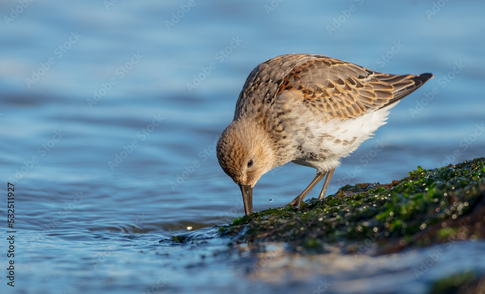 Dunlin - young bird at a seashore on the autumn migration way Dunlin - young bird at a seashore on the autumn migration way