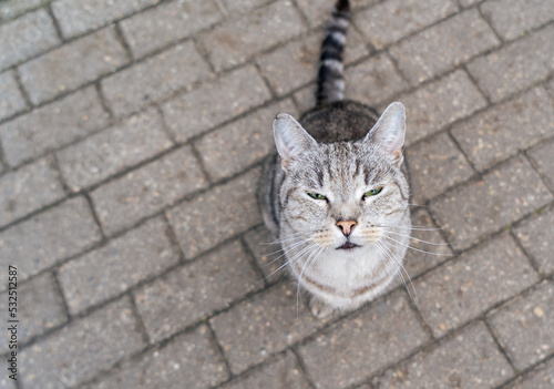 A happy gray cat with green eyes looks up at the camera on the street