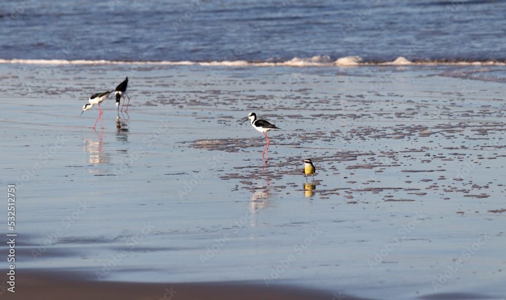 Beautiful birds by the sea on a winter day. Beautiful birds by the sea on a winter day.