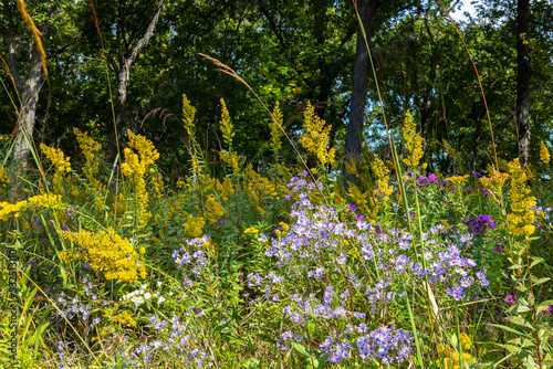 Colorful asters and goldenrod blooming with Indiangrass and dark deciduous trees in the background