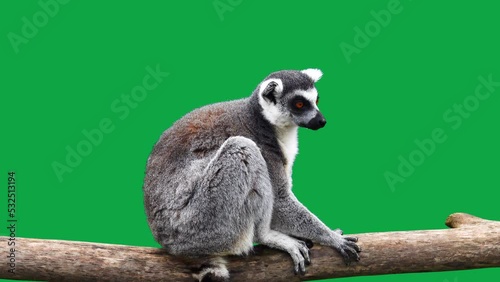 ring tailed lemur looking in different directions on a green screen
