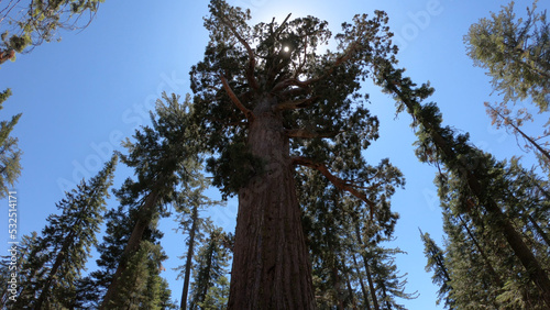 The Grizzly Giant is the grand patriarch of Yosemite sequoias and the clear star of the Mariposa Grove, Yosemite National Park, California, USA. photo
