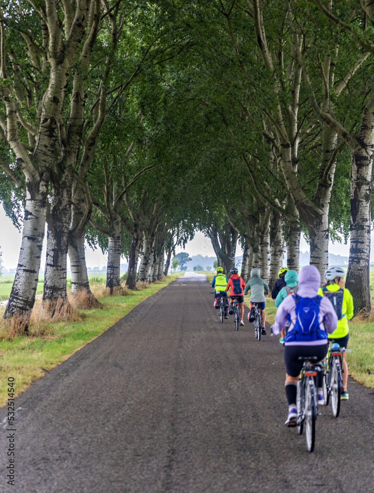 Obraz premium Tree-lined Street
